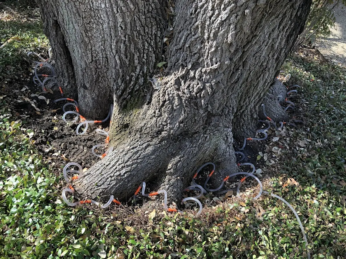 Detailed Tree Cabling and Bracing job site in Roanoke Rapids