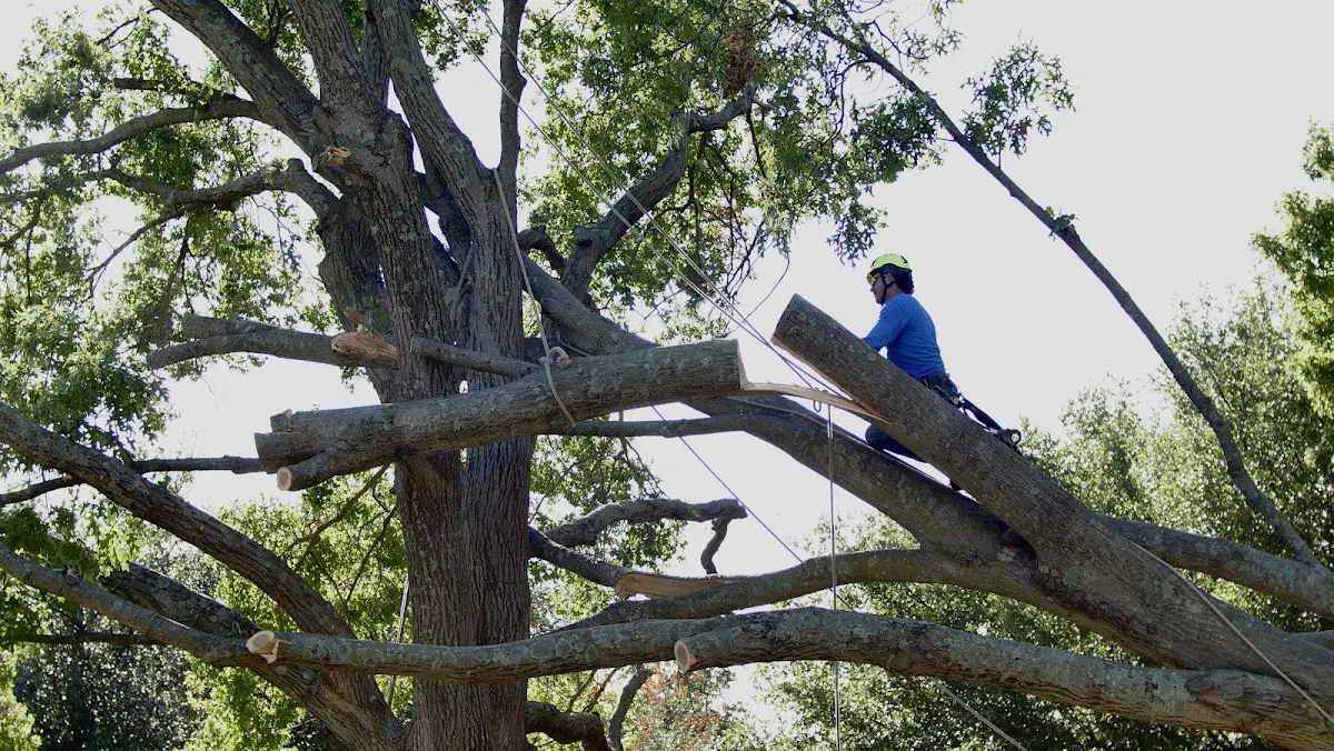 Professional Crown Thinning performed by certified arborists in Roanoke Rapids
