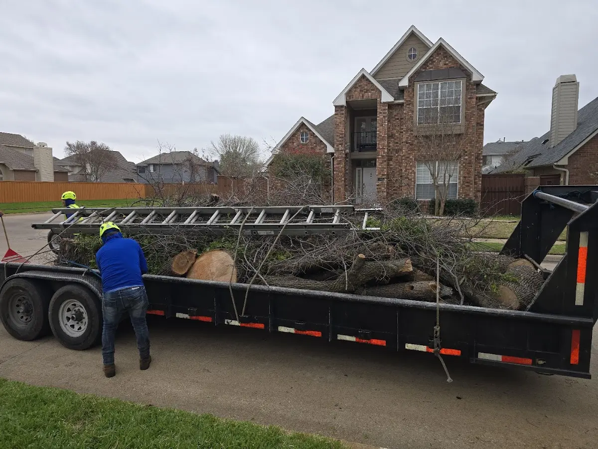 Expert Tree Removal with proper safety equipment in Roanoke Rapids